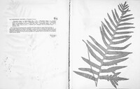 Polypodium vulgare image